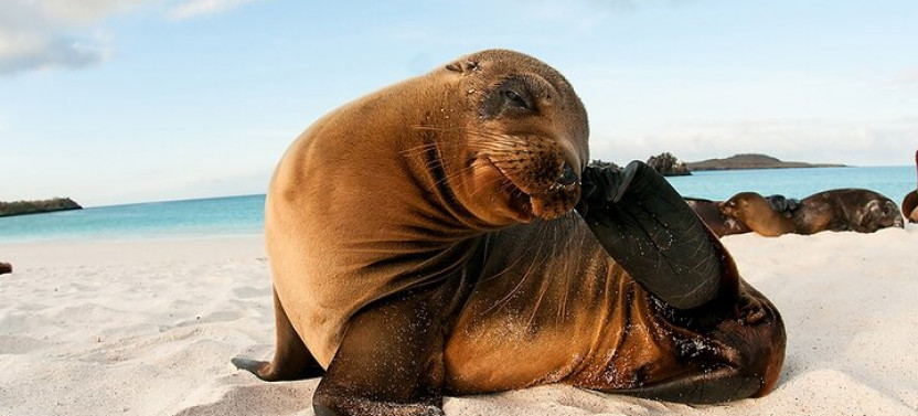 South Plazas Island And Carrión Point Day Cruise On Board Sea Lion Yacht