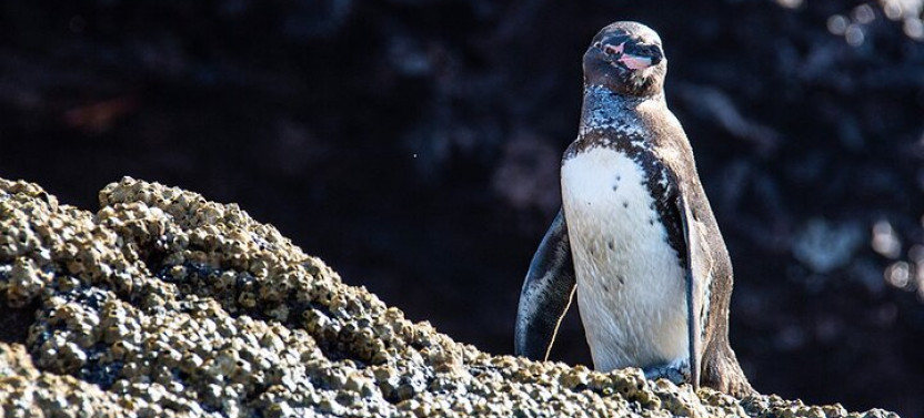 Bartolome Island Day Tour On Board Of Sea Lion Yacht