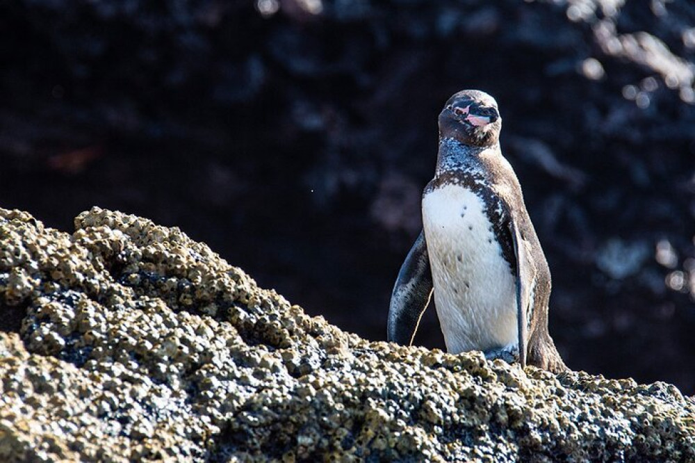 Bartolome Island Day Tour On Board Of Sea Lion Yacht