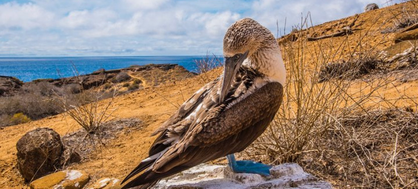 North Seymour Island & Bachas Beach Day Tour On Board Of Sea Lion Yacht