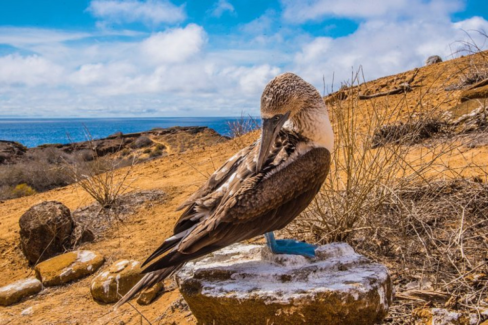 North Seymour Island & Bachas Beach Day Tour On Board Of Sea Lion Yacht