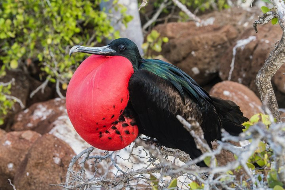 Finch Bay Galapagos Hotel