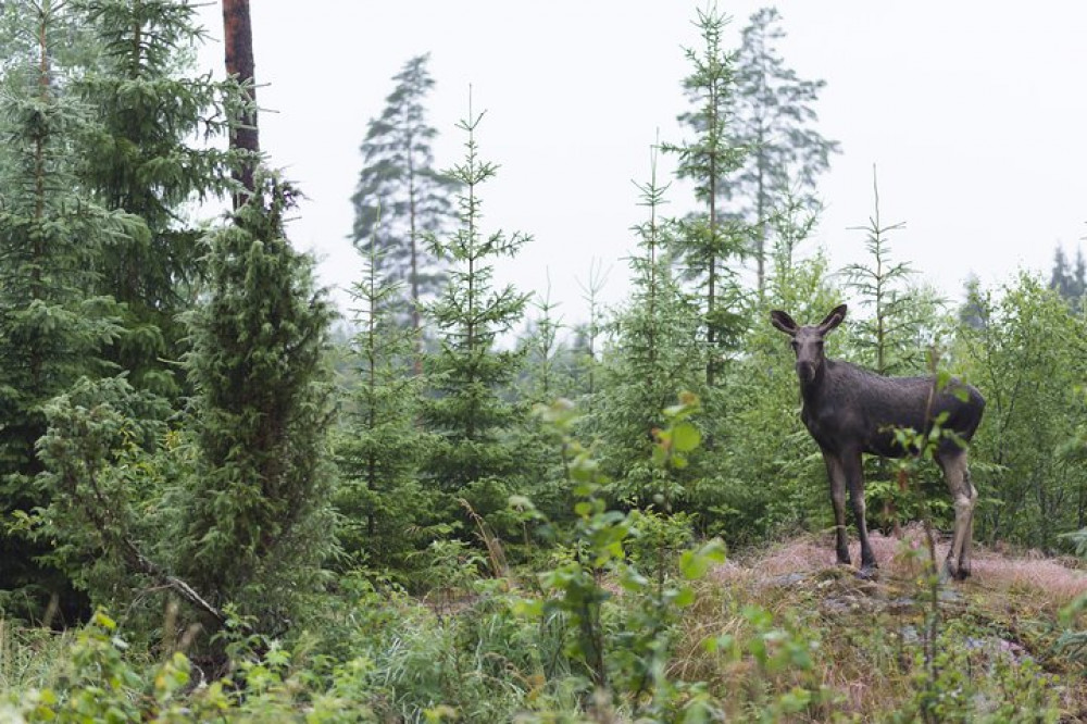 Wildlife Safari Tour in Stockholm Forest