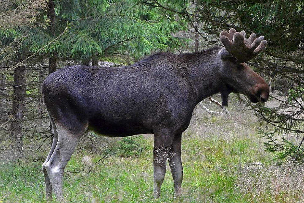 Wild Earth AB / True Nature Sweden