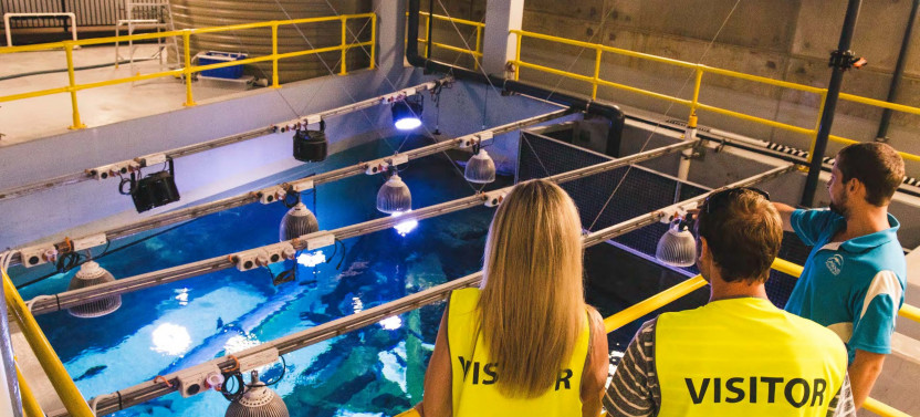 Cairns Aquarium Marine Life Encounter - Back of House Tour with Ecologist