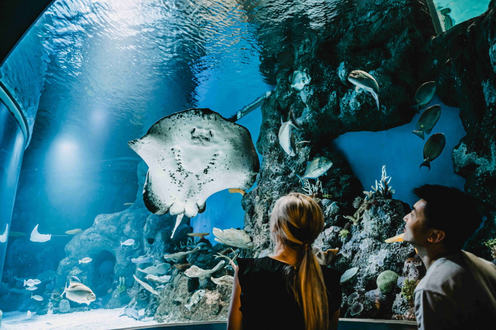 Exclusive 2 Hour Wildlife Educator Guided Sunrise Tour of Cairns Aquarium