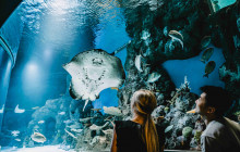 Cairns Aquarium and Reef Research Centre1