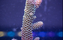 Cairns Aquarium and Reef Research Centre3