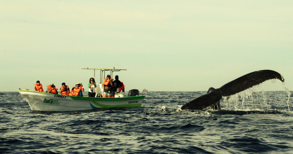 2 Hour Whale Watching Boat Tour in Cabo