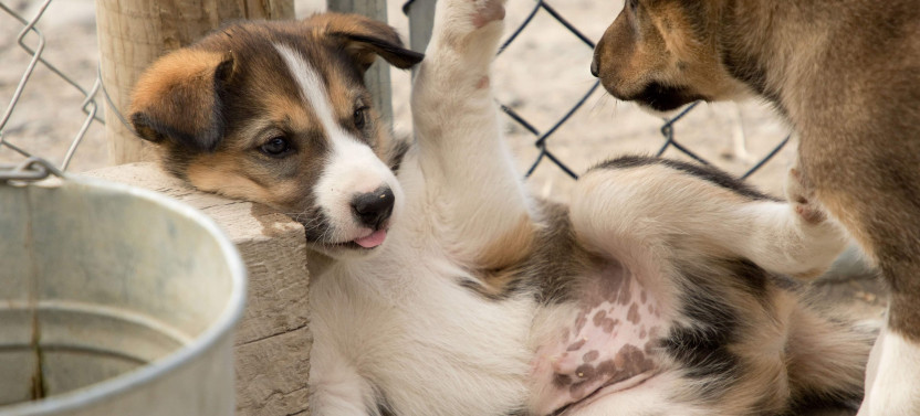 Pet the Puppies, Yukon Experience & Summit Tour