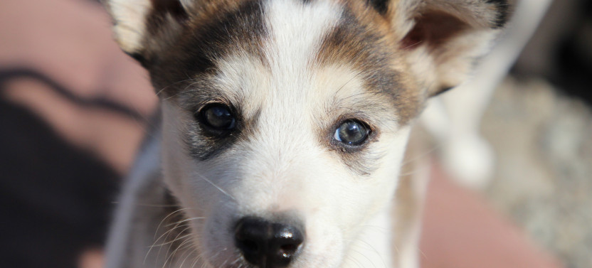 Pet the Puppies, Yukon Experience & Summit Tour