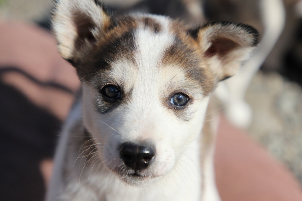 Pet the Puppies, Yukon Experience & Summit Tour