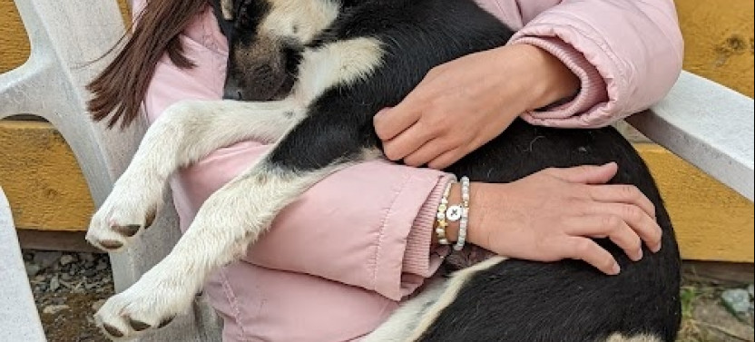 Yukon Sled Dogs & Summit Experience