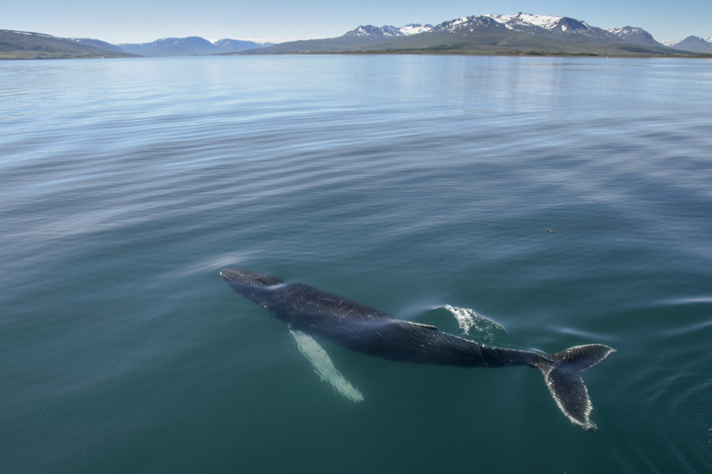 Akureyri Express Whales & Eyjafjord