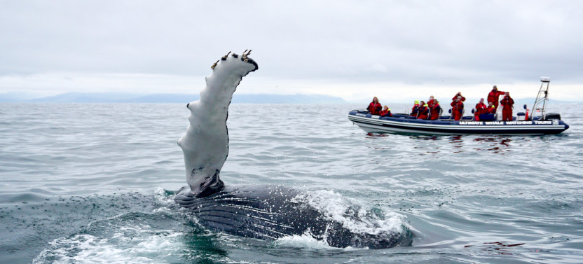 Reykjavík Premium Whale Watching