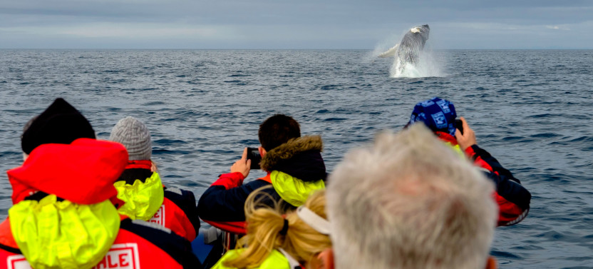Reykjavík Premium Whale Watching