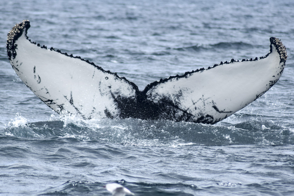 Akureyri Classic Whale Watching