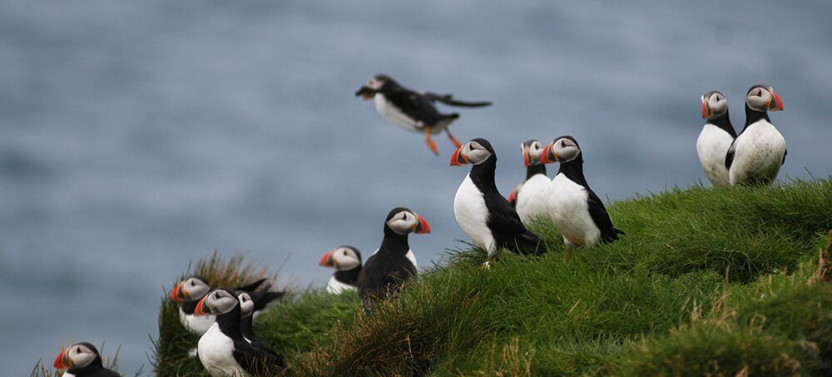 Reykjavík Premium Puffin Tour