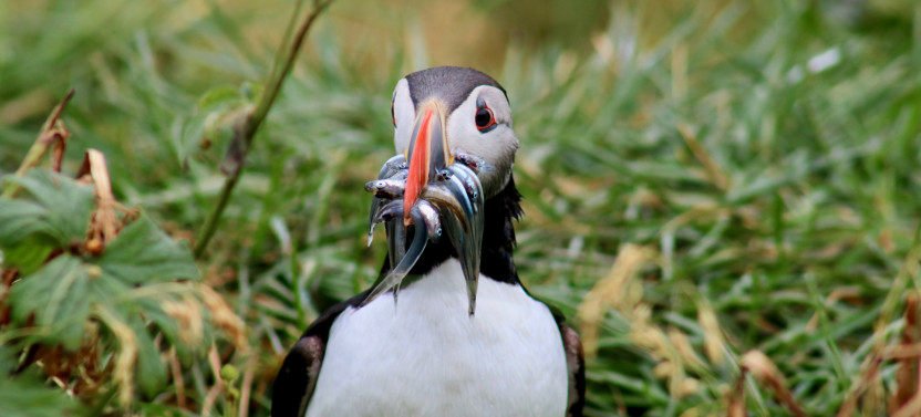 Reykjavík Premium Puffin Tour