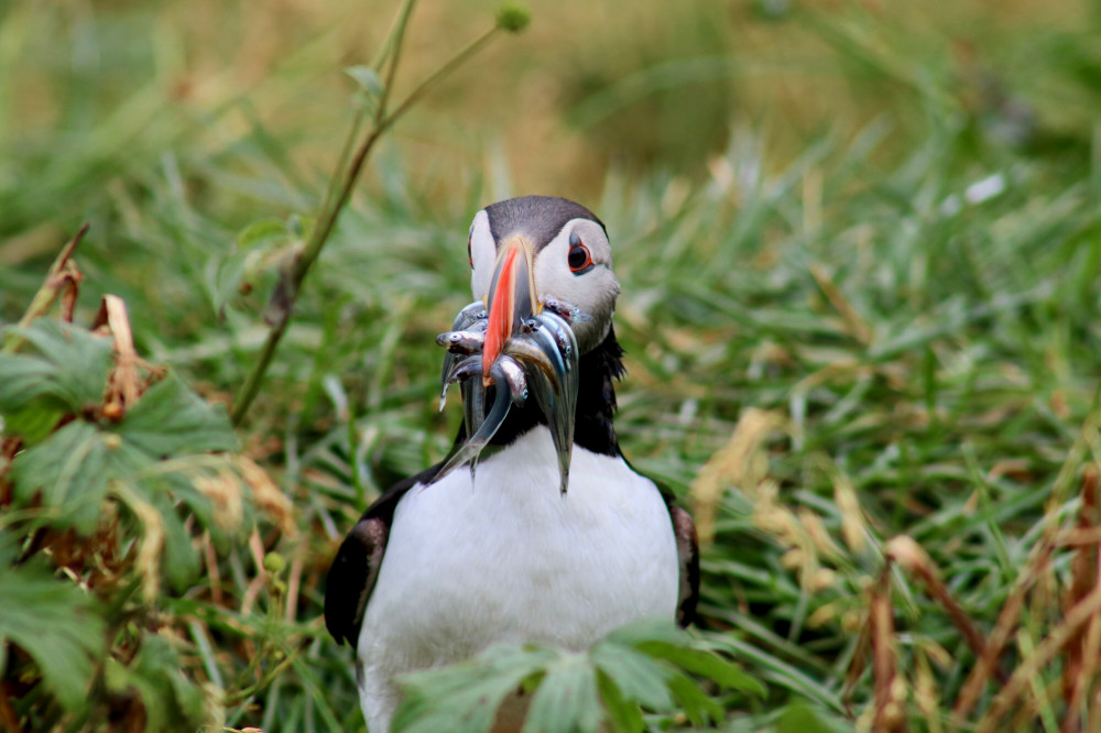 Reykjavík Premium Puffin Tour