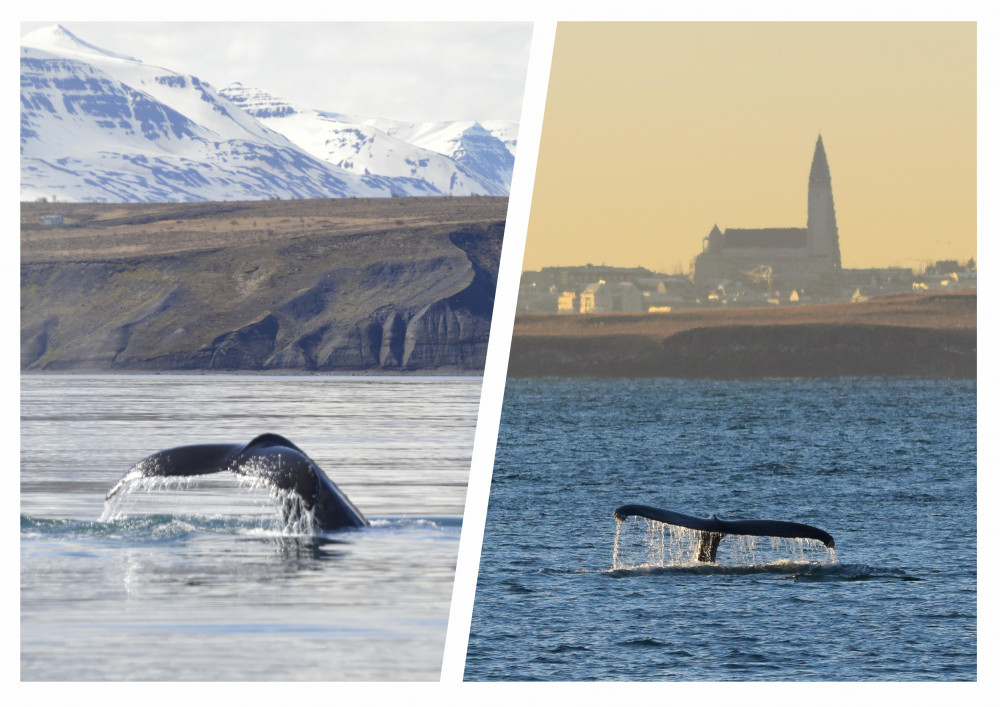 Whale Watching From Reykjavík & Akureyri