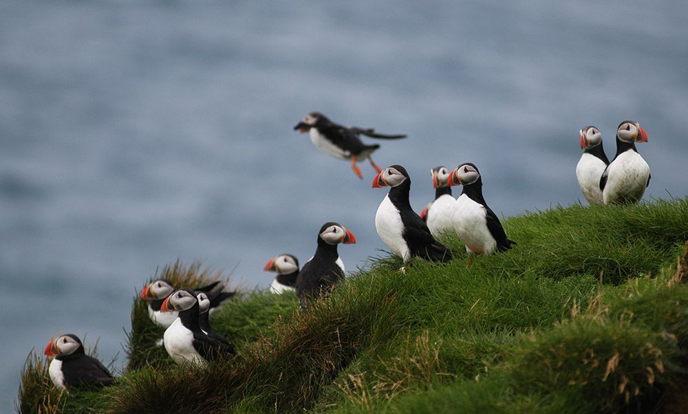 Puffin Watching on Ingólfshöfði coast - Book at Civitatis.com