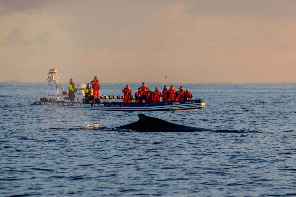 Akureyri Express Whales In The Midnight Sun