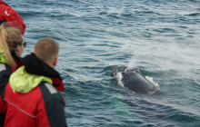 Elding Adventure at Sea4