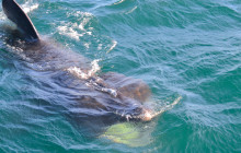 Elding Adventure at Sea6