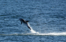 Elding Adventure at Sea7