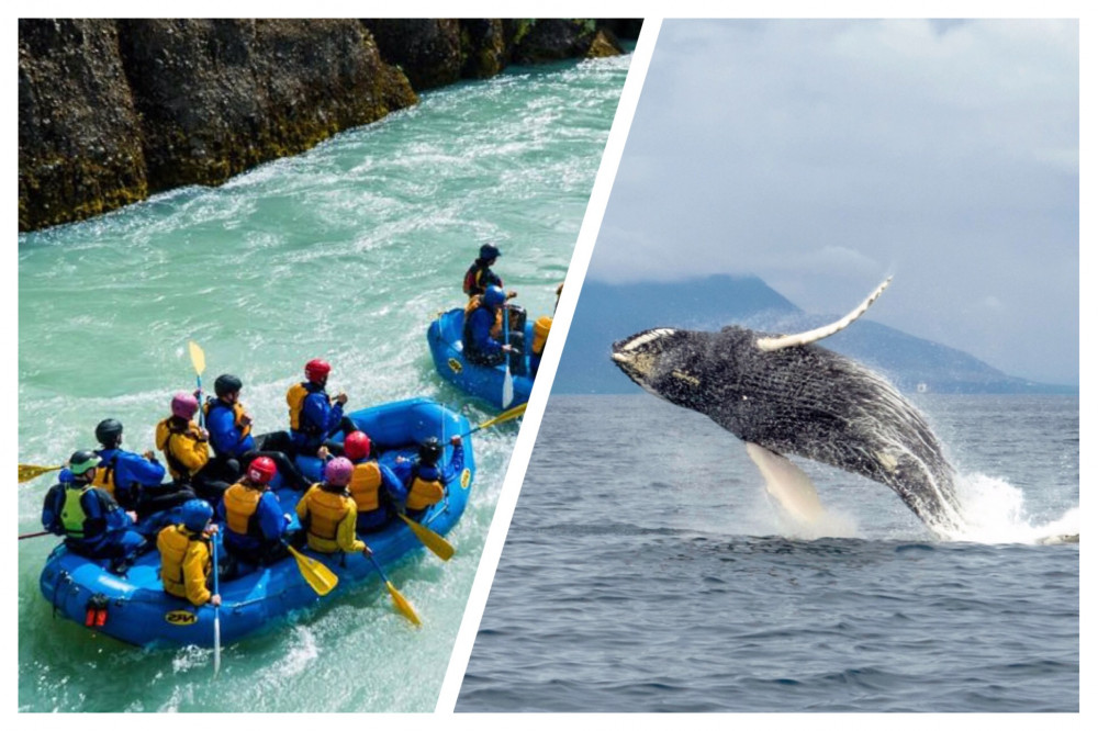 Whale Watching & White Water Rafting Combo Tour