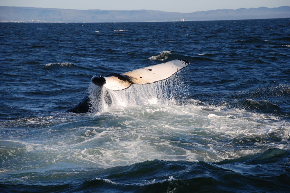 Reykjavík Whales & Diving