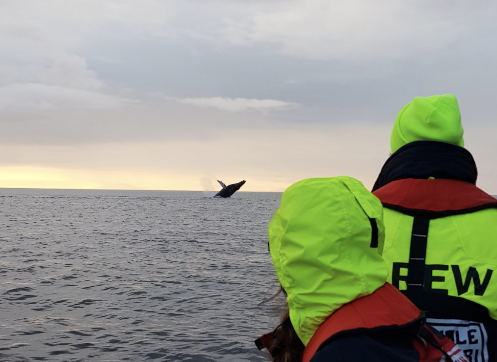 Reykjavík Premium Whales In The Midnight Sun