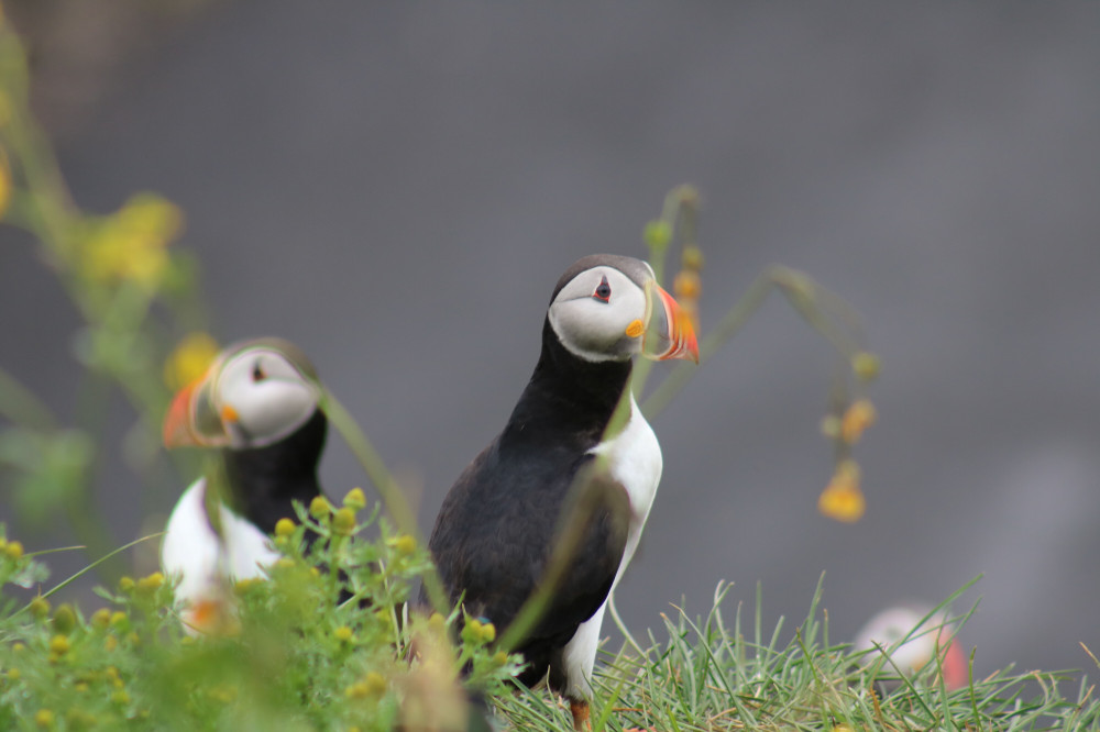 Reykjavík Classic Puffin Watching