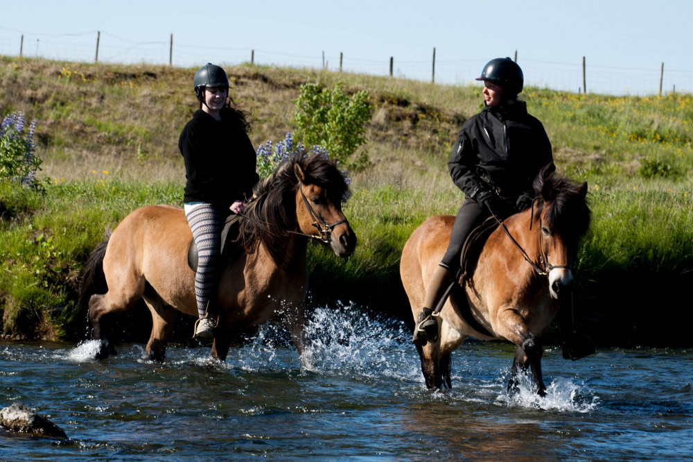 Reykjavík Sea Horse Tour - Horse Riding & Whale Watching