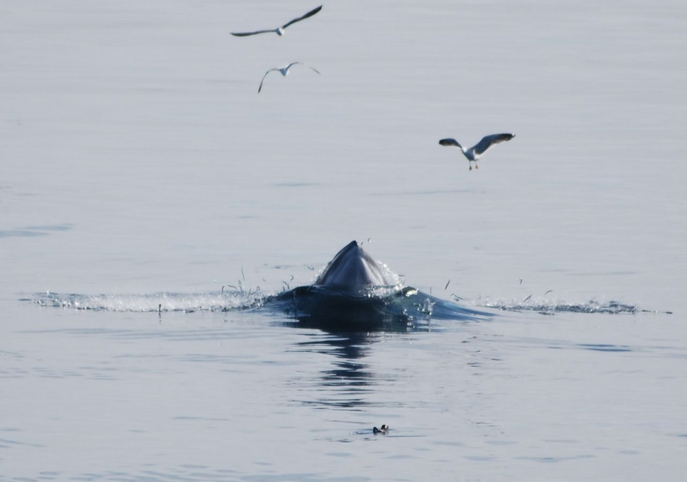 Reykjavík Whales & Imagine Peace Tower