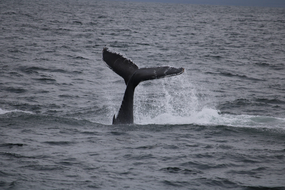 Whale Watching & Lava Tunnel Tour With Transfer From Reykjavik