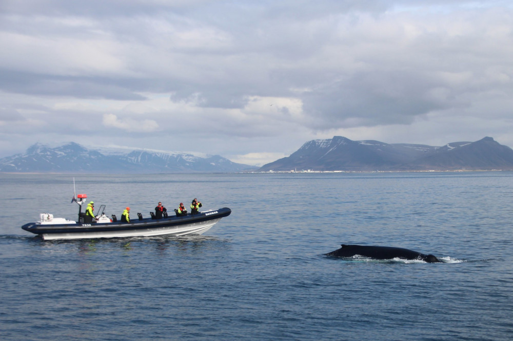 RIB Speedboat  Express Whale-Watching Tour