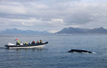 Reykjavik Sailors ehf1