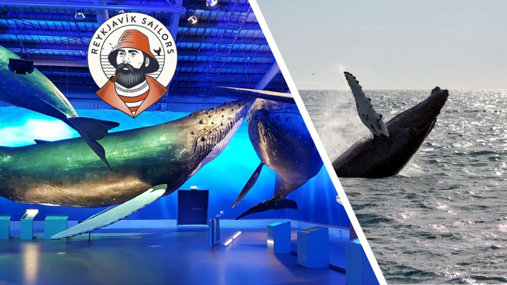 Whale Watching Tour From Reykjavik & Whales of Iceland Exhibition