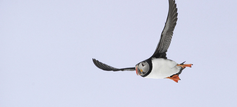 Puffin Watching Eco-Cruise