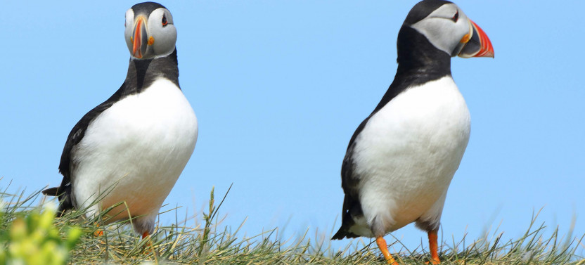Puffin Watching Eco-Cruise