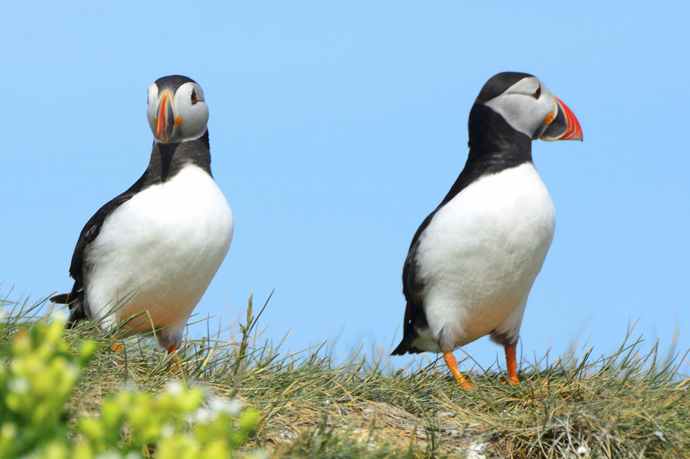 Puffin Watching Eco-Cruise