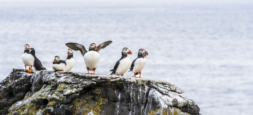 Puffin Watching Eco-Cruise