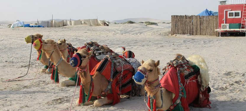 Private South Coast Tour With Camel Ride