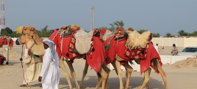 Private South Coast Tour With Camel Ride