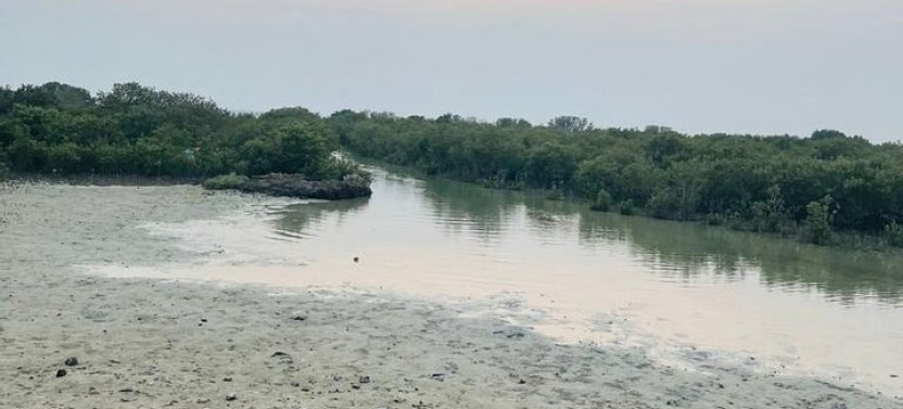 1 Hour Private Mangrove Kayaking In Al Thakira Reserve