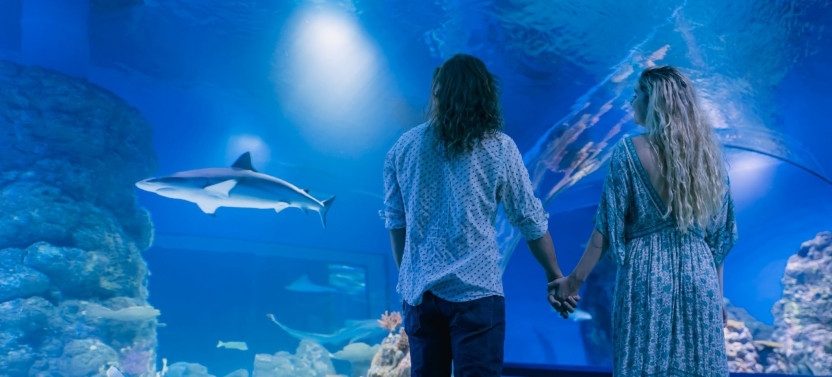Night at the Aquarium Tour