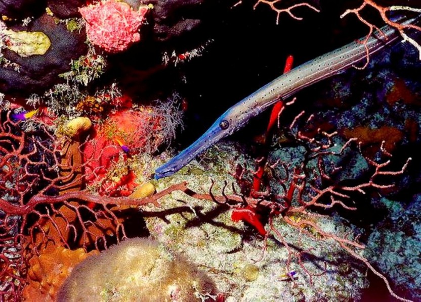 Grand Turk – Ultimate Snorkeling Tour