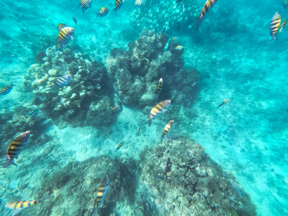 Private Bayahibe Snorkeling Experience Bayahibe Project Expedition